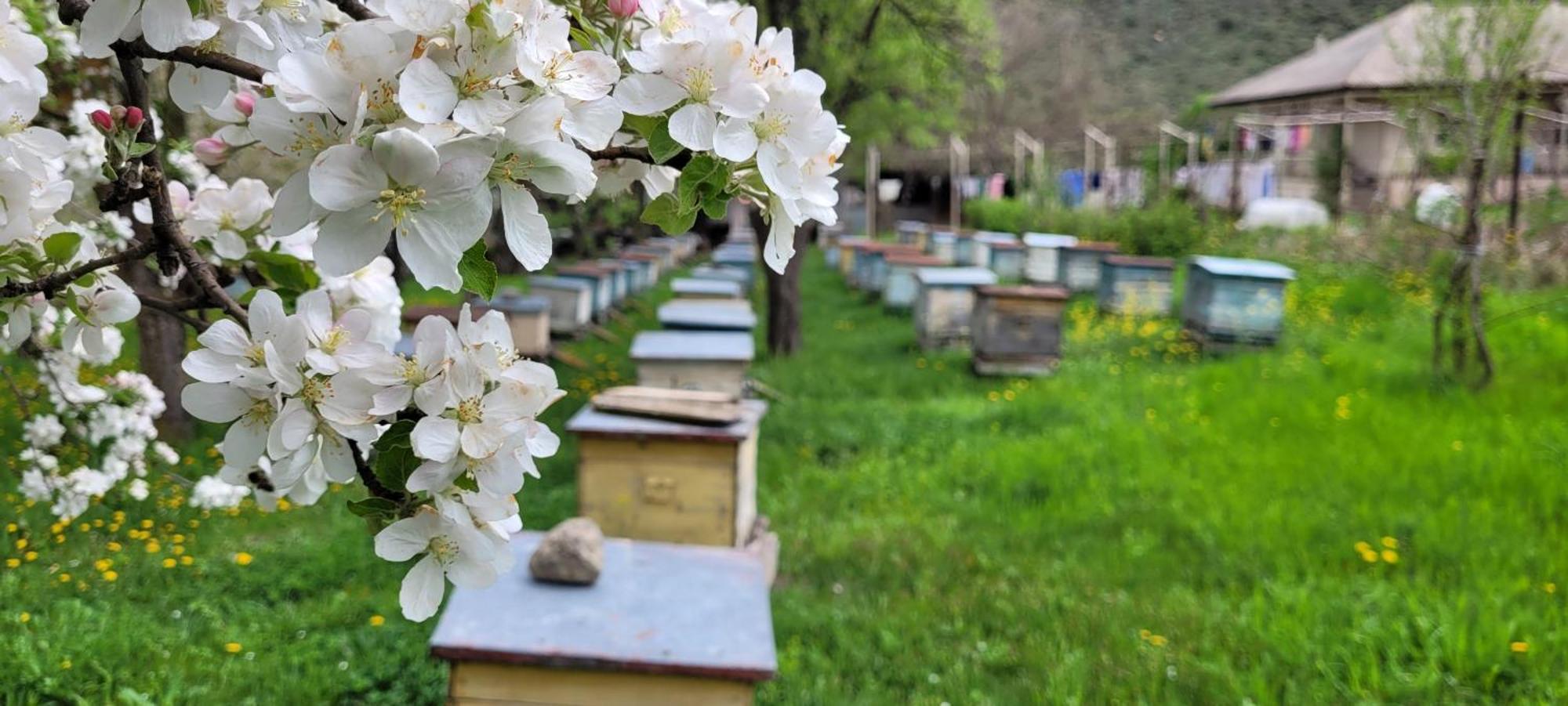 Bee House Hotel Pia Екстериор снимка