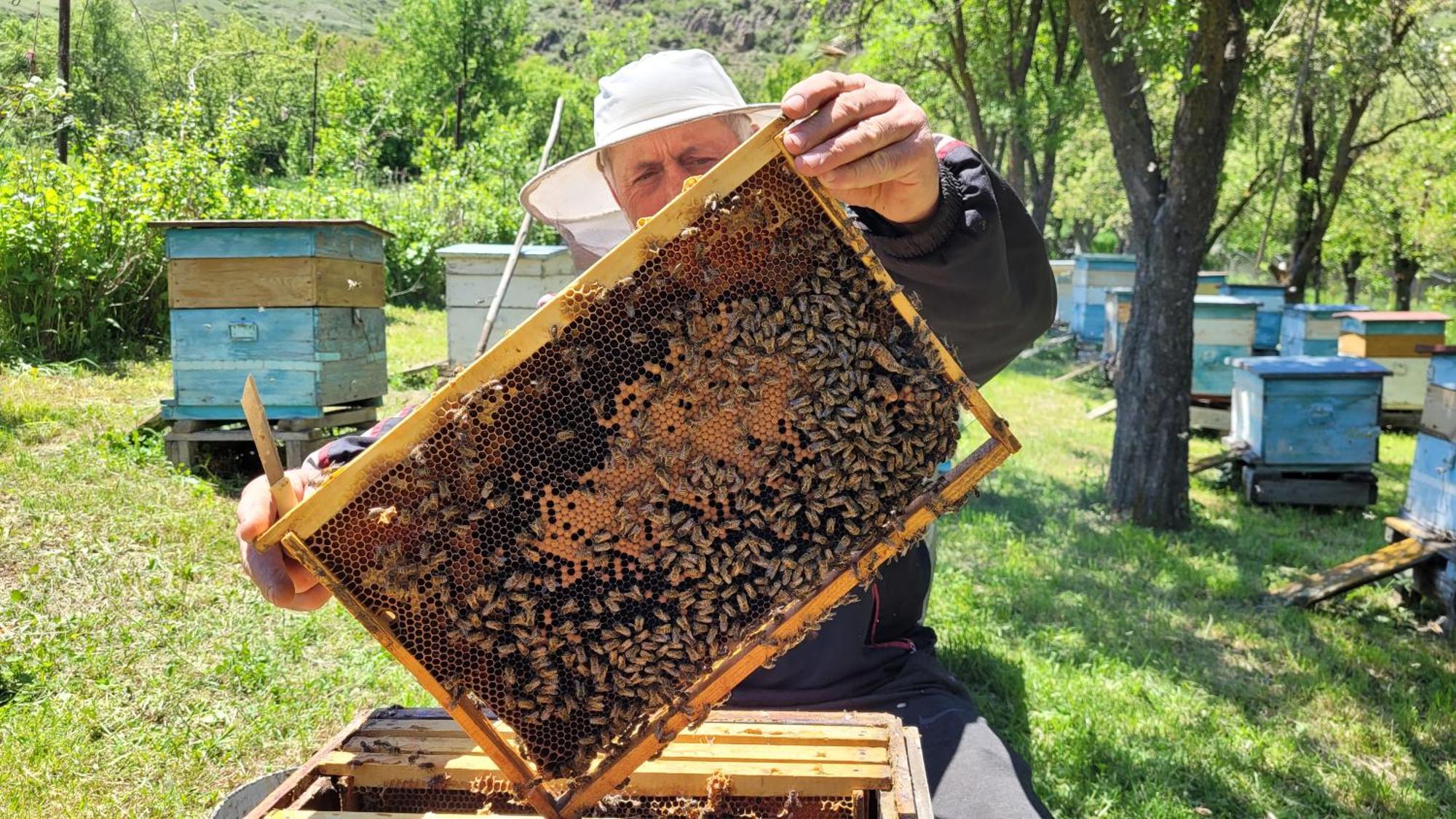 Bee House Hotel Pia Екстериор снимка