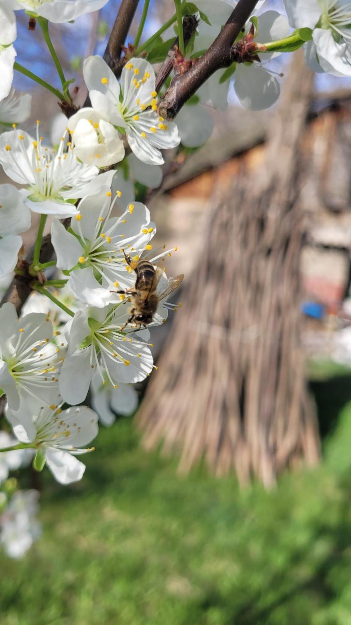 Bee House Hotel Pia Екстериор снимка